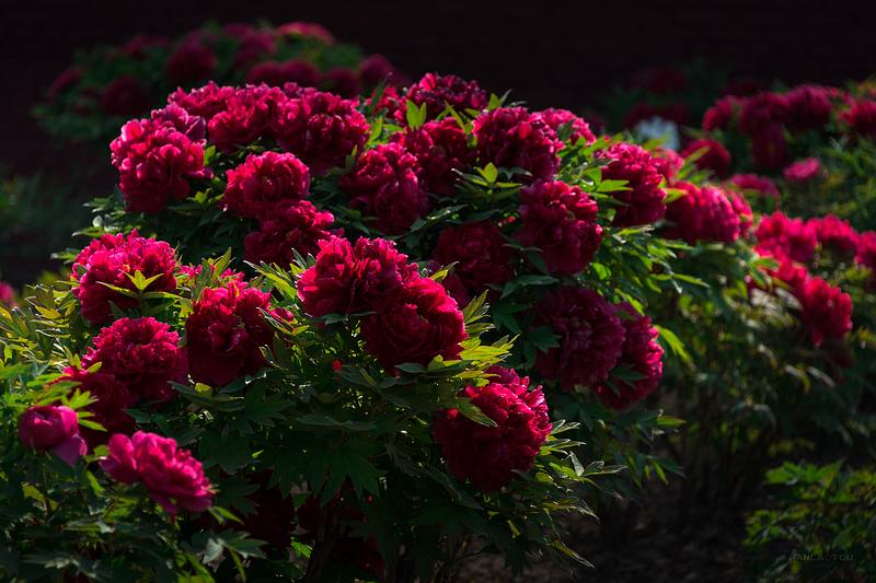 6281fd05712f8.png