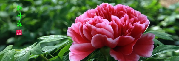 6285f8e8db73a.png