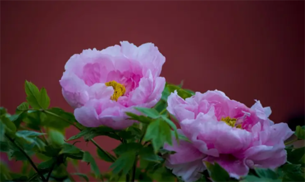 62b42b3d53ca3.png