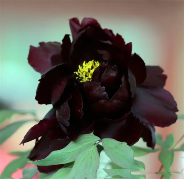 62d6678a116c4.png