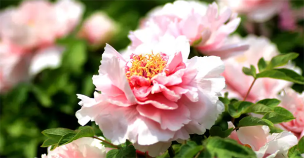 62d668f720f61.png