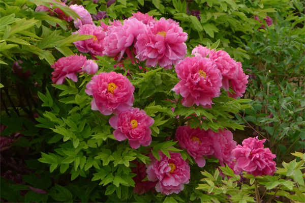 631071adcb64f.png