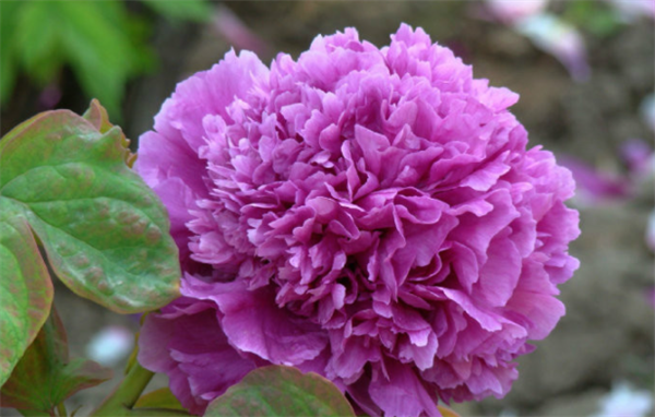 63202c0f9f6d5.png