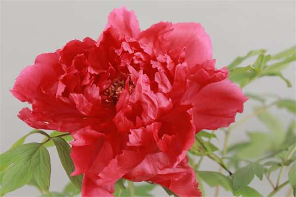 64814a3b11275.png