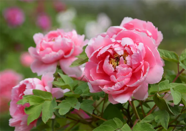 64950f02bdf47.png